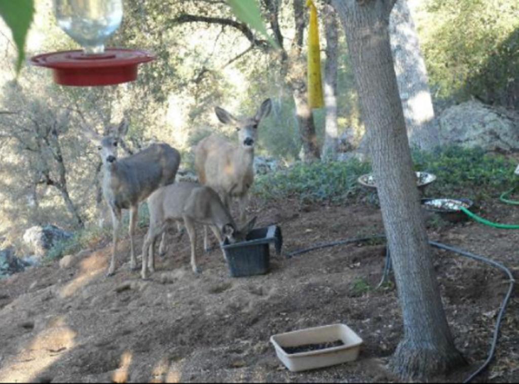 Yosemite Bed And Breakfast Mariposa Ngoại thất bức ảnh